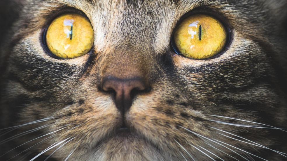 Eine verzweifelte Tierhalterin erhielt eine Nachricht auf dem Handy, in der jemand angab, er hätte ihre Katze in der Nähe gefunden und bei sich aufgenommen - und eine Gegenleistung forderte. © Pixabay (Symbolfoto)