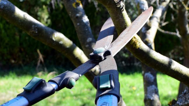 Gehölze und Sträucher ab 1. März nicht mehr beschneiden