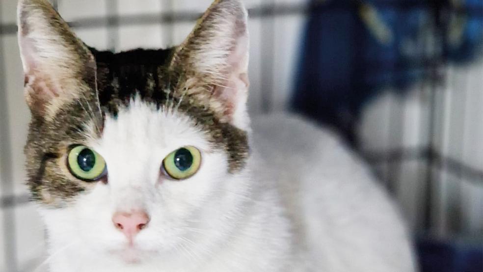 »Lucy« sucht ihre neuen Menschen.  © Foto: Tierschutz