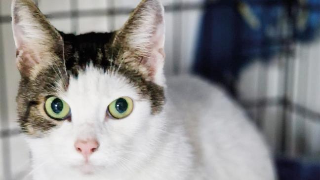 »Lucy« braucht Zuneigung