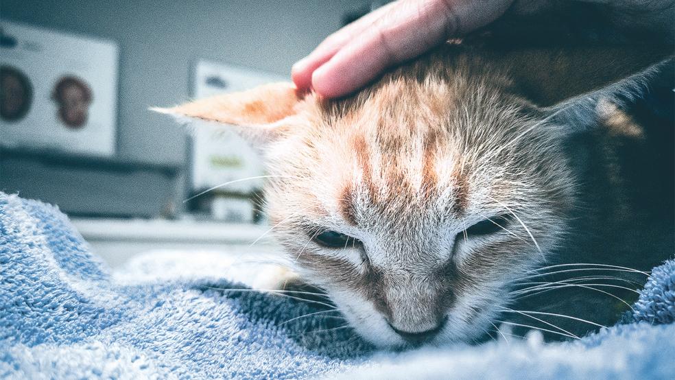 Bis zu 150 Katzen jährlich betreut der Verein »Streunerkatzen Rheiderland«. Nun sind die Mitglieder an die Grenzen des ehrenamtlich Machbaren gekommen und brauchen Hilfe.  © Foto: freepik