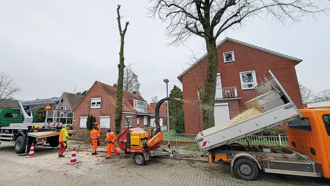 Zwei Linden beseitigt