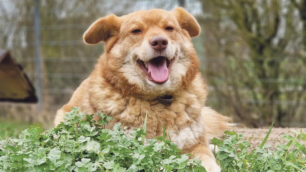 »Prinz« sucht ein neues Zuhause.  © Foto: Tierschutz