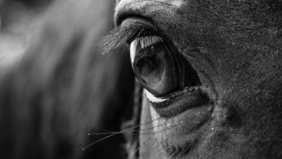 Zwei Pferde wurden tödlich verletzt, ein drittes Pferd flüchtete und konnte eingefangen werden.  © Pixabay (Symbolfoto)