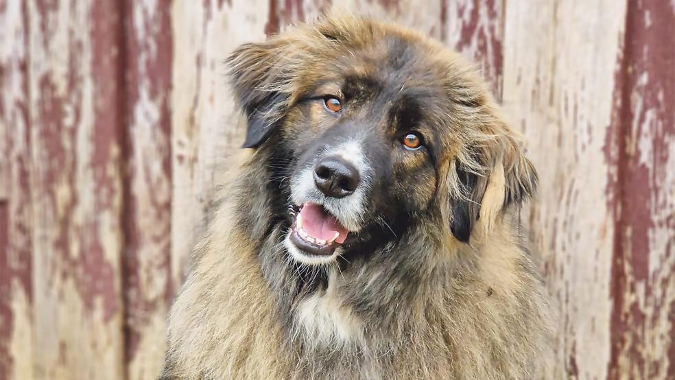 Hündin »Aya« lebt derzeit im Tierheim und würde gerne in ein neues Zuhause umziehen.  © Foto: Tierschutz