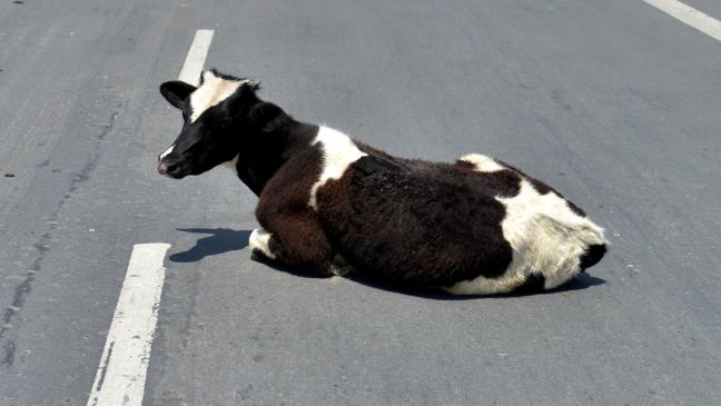 Von Auto erfasst: Zwei Rinder sterben