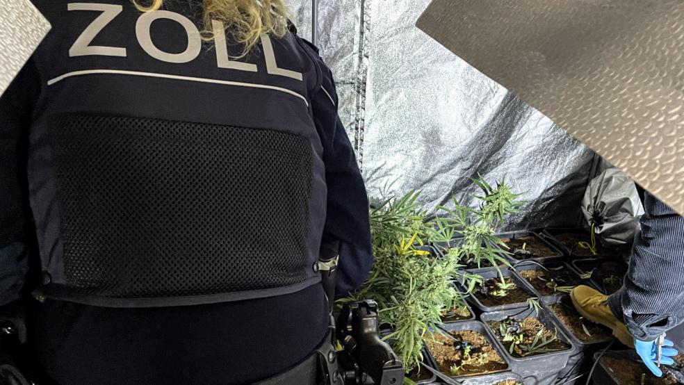 In Weener wurde eine Cannabis-Plantage von Zoll-Kräften aufgespürt und ausgehoben. © Zoll