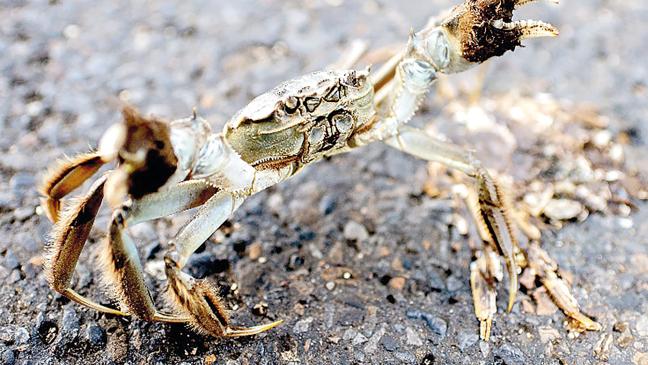 Wollhandkrabben auch in Ostfriesland