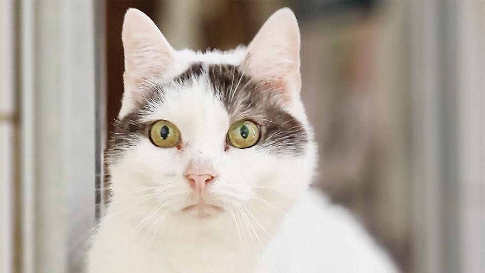 Katze »Heidi« würde gerne in ein neues Zuhause umziehen.  © Foto: Tierschutz