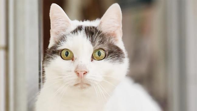 »Heidi« will ein Zuhause