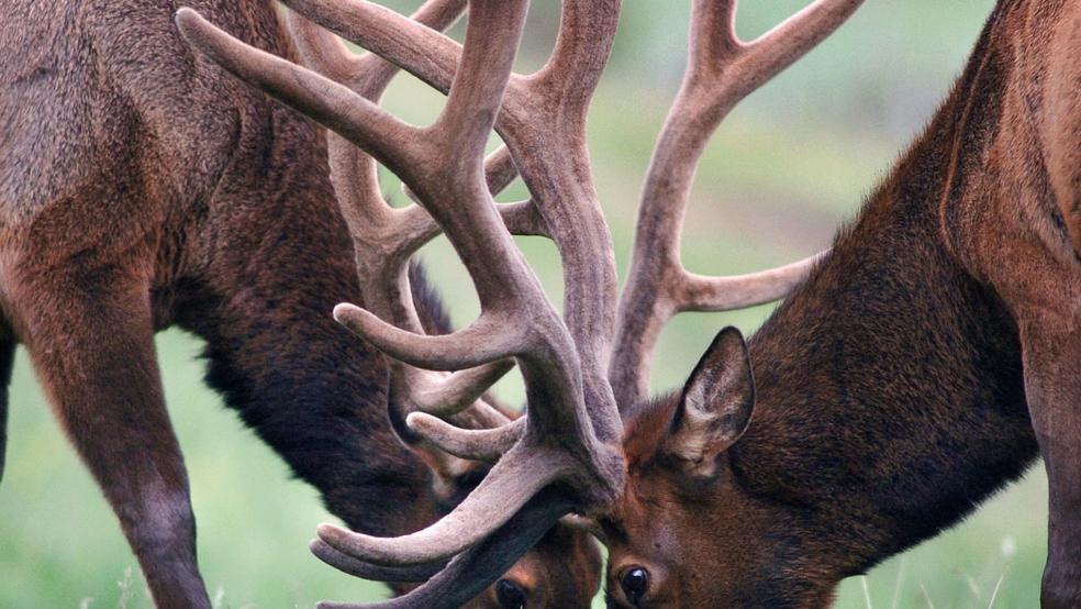 Zwei Junghirsche haben sich mit ihren Geweihen ineinander verkeilt (Beispielbild). © pixabay