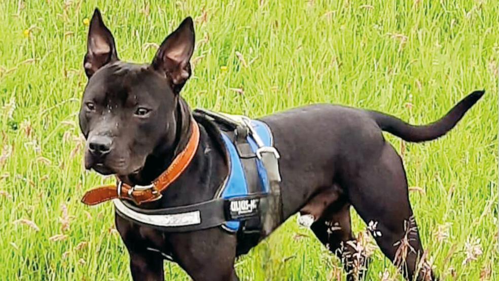 »Scooby« sucht ein neues Zuhause.  © Foto: privat