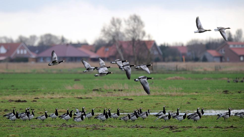 Rastende Nonnengänse: Im Rechtsstreit um die Entschädigung von Landwirten hat das Verwaltungsgericht Oldenburg eine Klage des Niedersächsischen Umweltministerium abgewiesen. © Wagner (dpa)