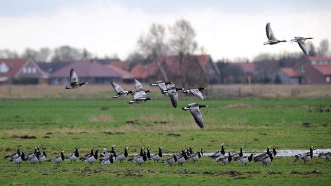 Gänsefraß-Klage des Umweltministeriums abgewiesen