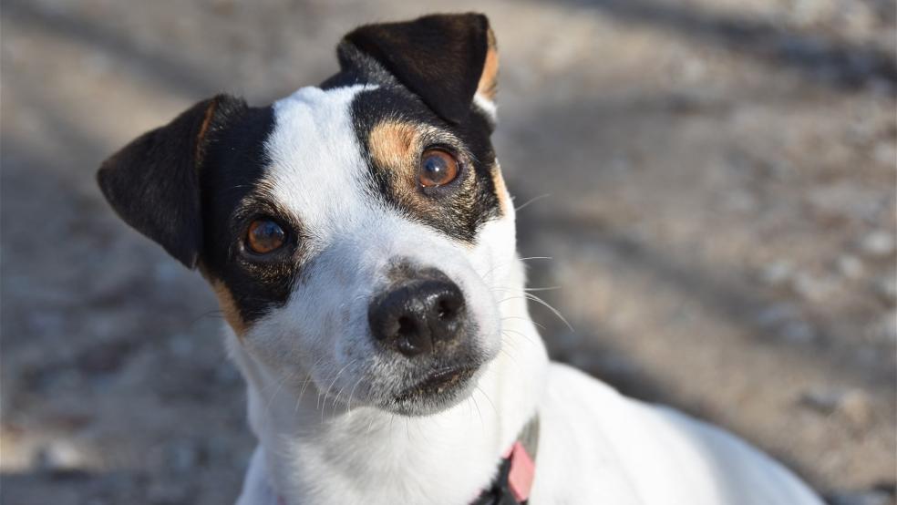 Der Terrier (hier ein Symbolfoto) riss sich schließlich selbst aus dem Halsband los und rannte zu seinem Frauchen zurück. Die unbekannte Diebin ging einfach davon. © Pixabay (Symbolfoto)