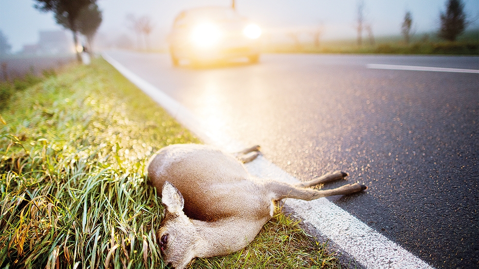 In der kommenden Zeit kreuzen wieder vermehrt Wildtiere die Fahrbahnen. Autofahrer haben bei Unfällen einiges zu beachten.  © Symbolfoto: Stratenschulte/dpa