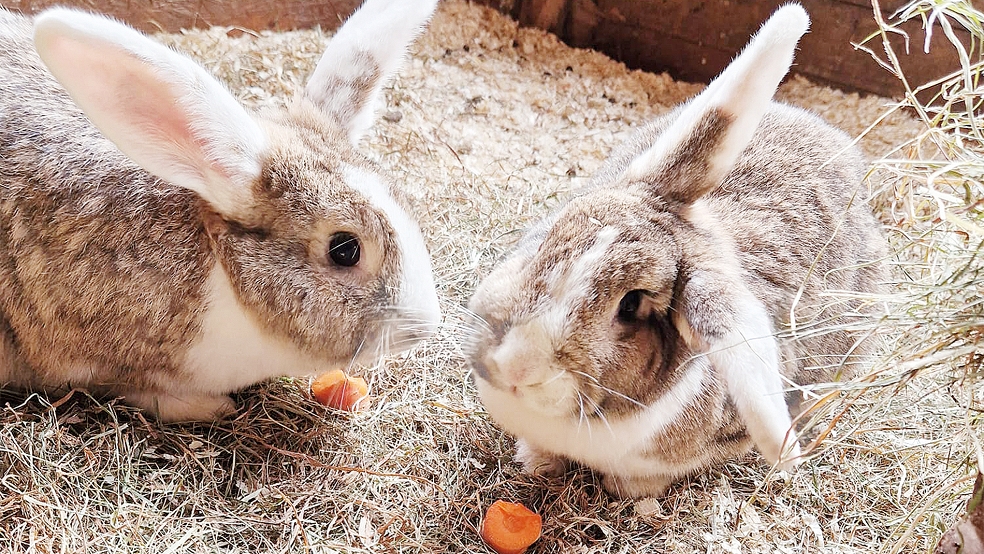 Diese beiden Kaninchen leben derzeit im Tierheim und suchen ein neues Zuhause.  © Foto: Tierschutz Rheiderland