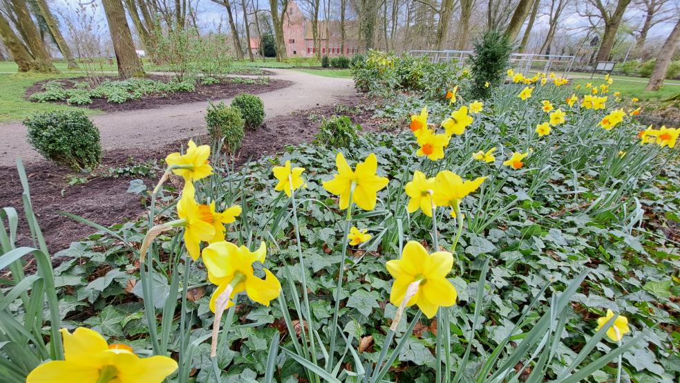 Leuchtend gelbe Osterglocken laden über die Festtage zu einem Spaziergang ein durch den kleinen Park, der nach dem Vorbild der niederländischen Slingertuins zwischen dem mittalterlichen Steinhaus (im Hintergrund) und dem Tammenshof in Bunderhee wiederhergestellt wurde © Szyska