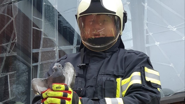 Rettungsaktion: Taube hinter Glas