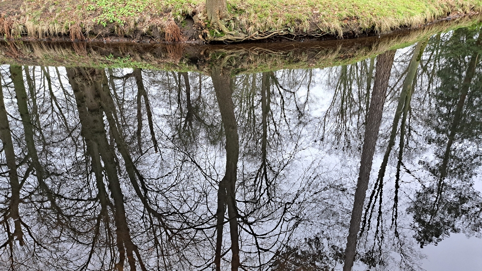 Die Bewässerung der Bäume im Evenburg-Park erwies sich als schwierig, weil das Wasser aus der Leda zu salzhaltig und das Grundwasser zu eisenhaltig ist. Das ursprüngliche Gewässersystem funktioniert nicht mehr eigenständig. © Szyska