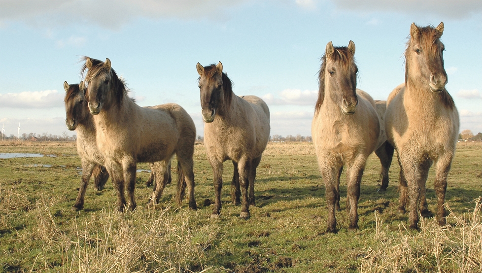 Die letzten Konik-Pferde, hier ein Archivbild, haben die Weideflächen in Thedingaer Vorwerk verlassen.  © Foto: NABU