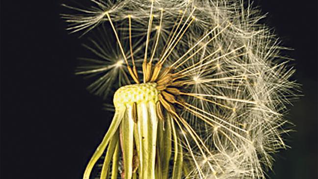 Fotos von Blumen und Insekten