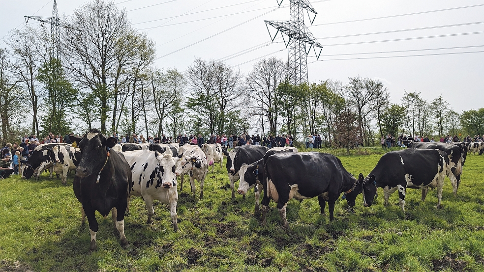 Etwa 100 schwarzbunte Kühe genossen am Sonnabend in Filsum auf dem Hof der Familie Collmann den Beginn der neuen Weidesaison.  © Foto: Grünlandzentrum 