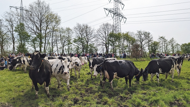 100 Kühe reagieren mit Freudensprüngen auf die frische Weide-Luft