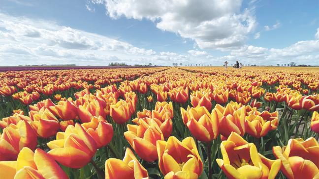 »Flower Power« auf dem Polder