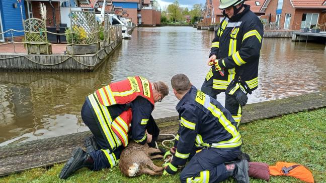 Feuerwehr rettet Reh vor dem Ertrinken