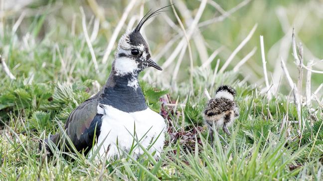 Eine Woche für den Charaktervogel