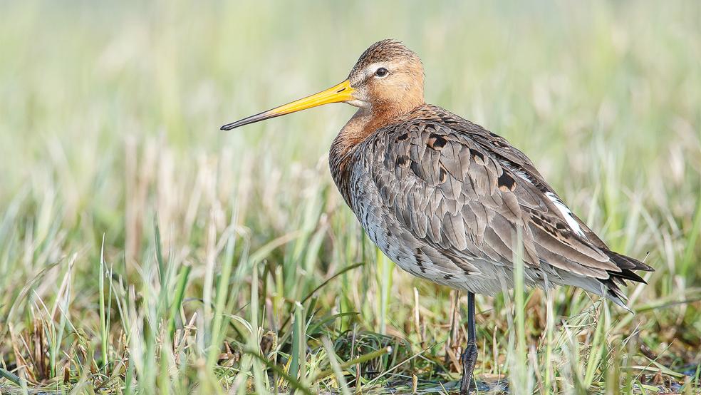 Die Uferschnepfe leidet massiv unter Eingriffen in Natur und Landschaft, ihr Bestand in Niedersachsen ist seit 2012 um die Hälfte zurückgegangen.  © Foto: dpa/Sina Schuldt