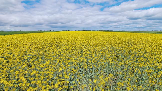 Rapsblüte taucht den Polder in leuchtendes Gelb