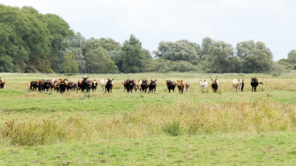 Die Heckrinder-Herde in Thedingaer Vorwerk, hier ein Bild vom Juli 2023, ist mittlerweile komplet aufgelöst.  © Foto: Archiv