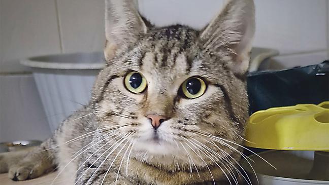 »Riko« sucht eigenes Zuhause