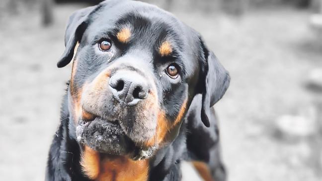 »Max« mag auch andere Hunde