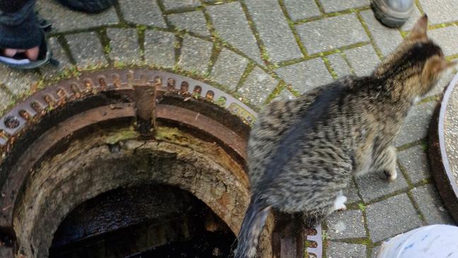 Feuerwehr rettet Katze aus Gully