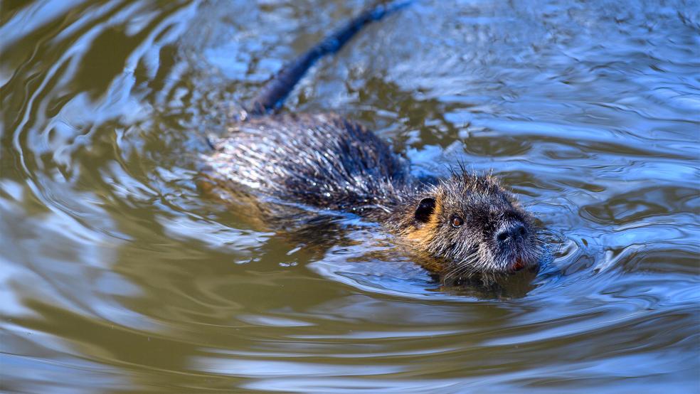 Ein Nutria in seinem Element Wasser. Nutrias wurden einst wegen ihres Pelzes nach Deutschland geholt. Nun haben sich die Tiere im gesamten Bundesgebiet ausgebreitet, was Jäger mit Sorge sehen.  © Foto: dpa/Klaus-Dietmar Gabbert