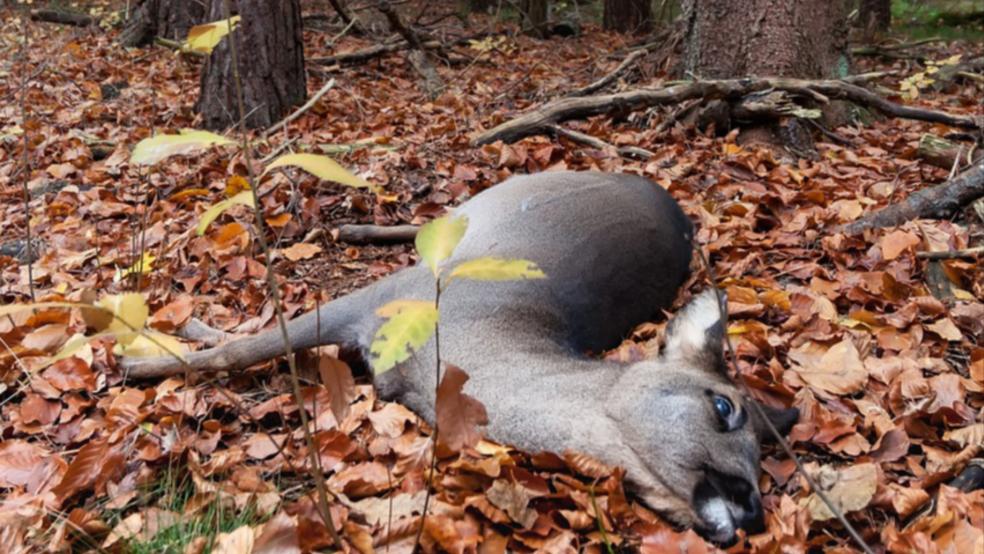 Zu vier Unfällen mit Rehen, hier ein Symbolfoto, kam es am Sonntag und am Montag im Landkreis Leer. Die Polizei bittet Autofahrer um besondere Vorsicht. © Pixabay