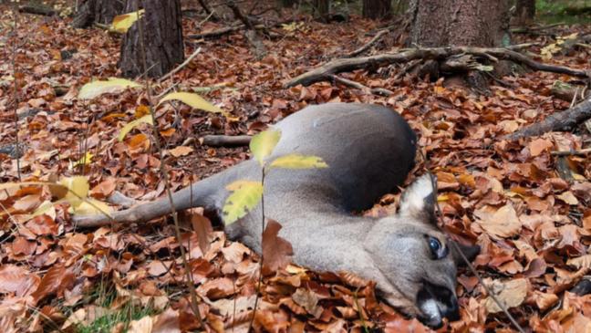 Vier Unfälle in zwei Tagen mit Rehwild im Landkreis Leer