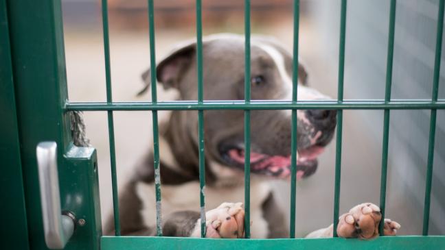 Unerwartete Erbschaft? Wende beim Tierschutz