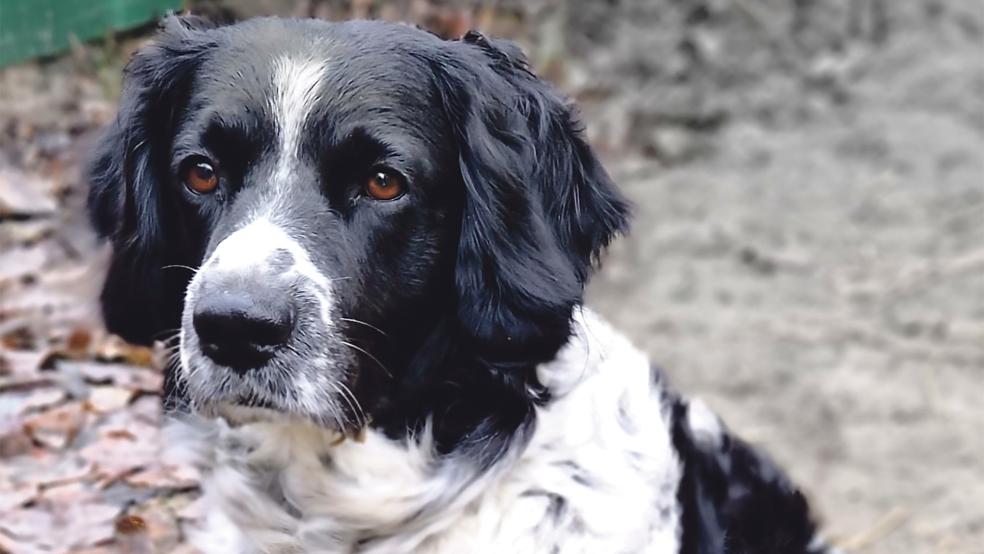 »Moritz« lebt derzeit im Tierheim in Stapelmoor, er sucht ein neues Zuhause.  © Foto: Tierschutz