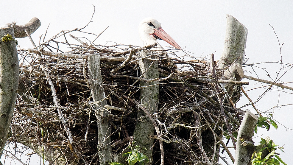 Auf einem Baum in Halte hat sich erstmals ein Storchenpaar ein Nest eingerichtet.  © Foto: Hanken