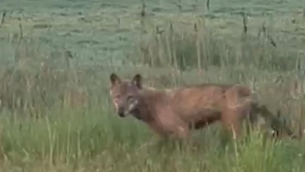 In der Gemeinde Jemgum war heute Morgen ein Wolf unterwegs. Das Bild stammt aus einem Video, das in den Sozialen Medien kursiert.  © privat