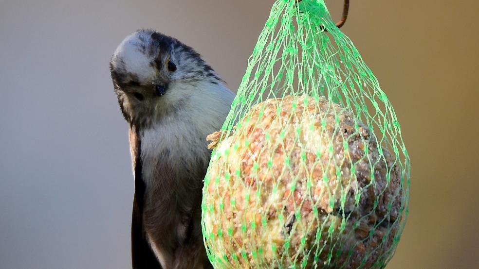 Eine Schwanzmeise hat sich an einen Futterknödel gehängt.  © Foto: Erwin Bette