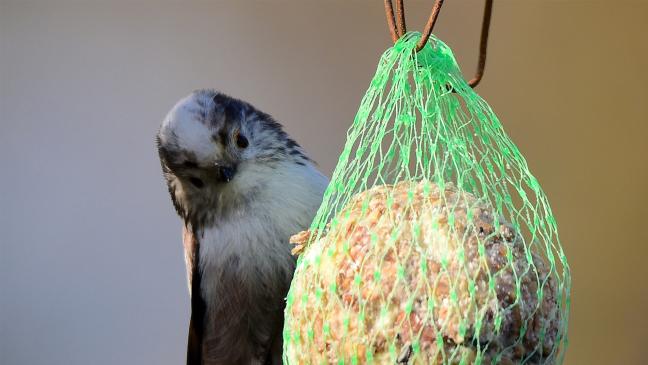 Mehr Jungvögel als im vergangenen Jahr?