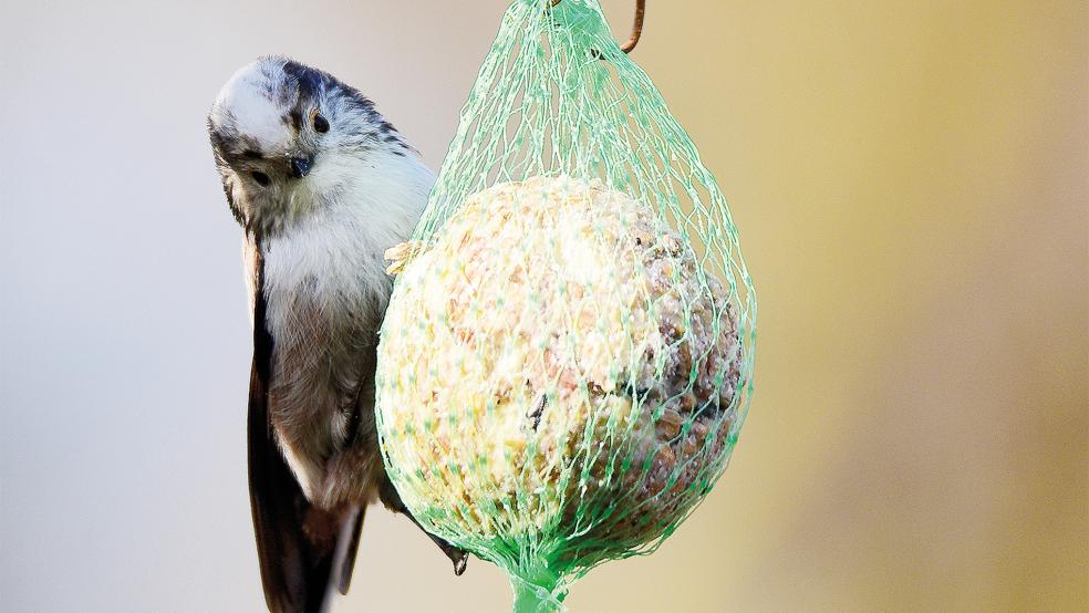 Eine Schwanzmeise hat sich an einen Futterknödel gehängt.  © Foto: Erwin Bette