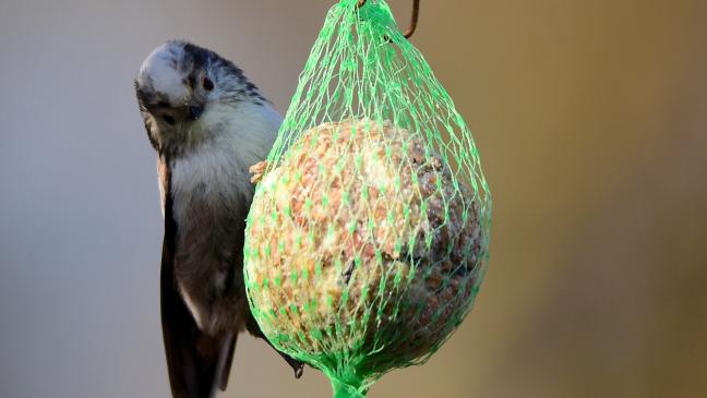 Mehr Jungvögel als im vergangenen Jahr?