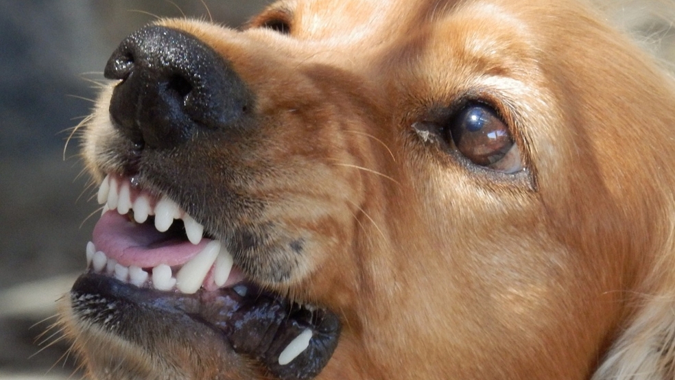 Hunde sollen einen Menschen angegriffen haben. © Pixabay