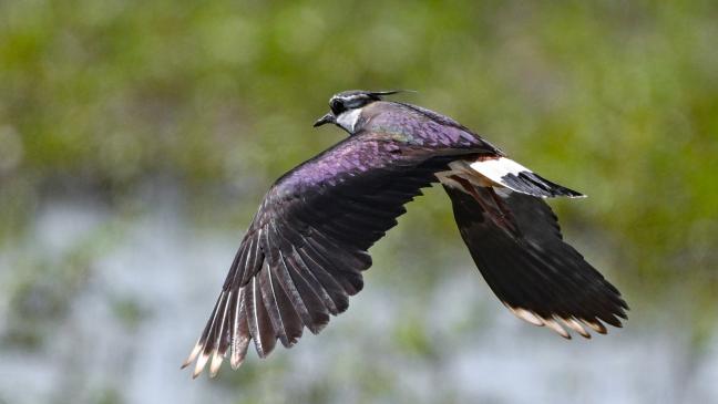 EU-Projekt schützt Wiesenvögel in Ostfriesland